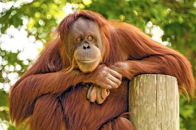 L'observateur. Un orang-outan regardant le monde