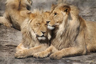 Lions-Familie