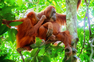 Orang-outan à l'état sauvage