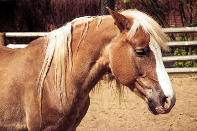 Bellissimo cavallo marrone con freccia bianca e criniera