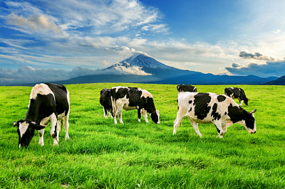 Mucche che mangiano erba rigogliosa sul campo verde di fronte