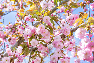 Ramita floreciente de almendro en primavera