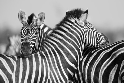 Zebra herd in a black and white photo with heads t jigsaw puzzle