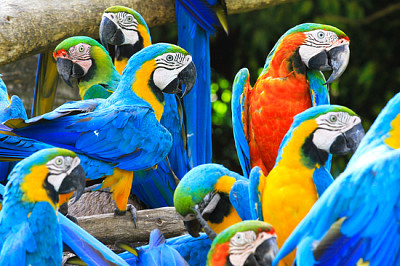 Papagaios são pássaros coloridos