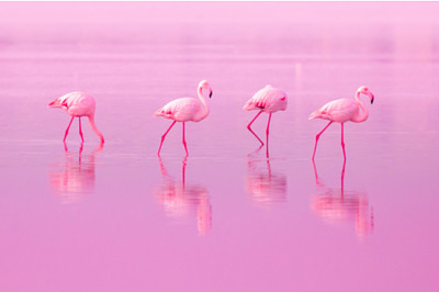Fenicotteri rosa uccelli a piedi sul lago al Pink