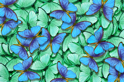 Grüne und blaue Schmetterlinge Morpho Textur Backgrou