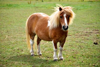 Pony miniatura en el campo