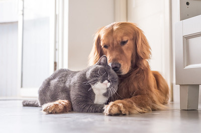 British cat and Golden Retriever jigsaw puzzle