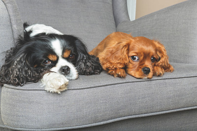 Zwei freundliche Hunde, die sich gemeinsam auf dem Armchai entspannen