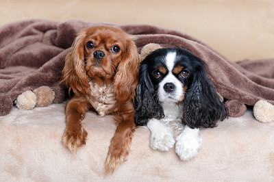 兩隻可愛的狗在柔軟的毯子下