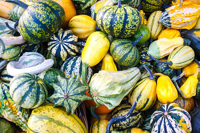 Lots of colorful autumn pumpkins and squashes jigsaw puzzle