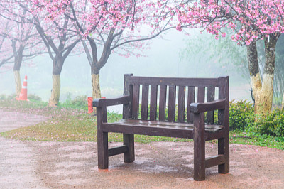 Holzbank unter dem rosa Sakura-Baum, Cherry bl