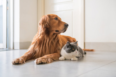 Cão Golden Retriever e gato britânico de pêlo curto