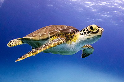 Junge Hawksbill-Schildkröte, die in Nassau, B schwimmt