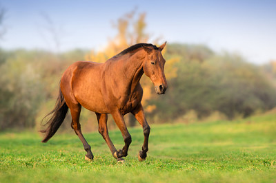 Horse in motion in autumn landscape jigsaw puzzle