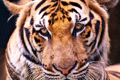 Tiro na cabeça do retrato do tigre fofo. parece que