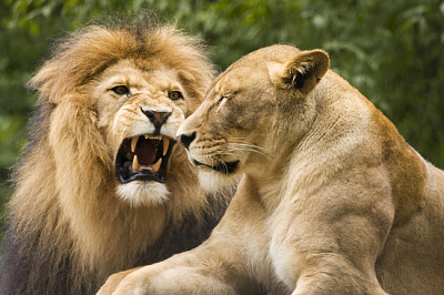 Lion male and female in african bush
