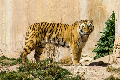 Una tigre del Bengala in piedi sull'erba