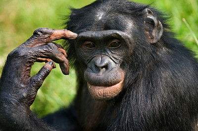 Ritratto di un bonobo. Repubblica Democratica della C