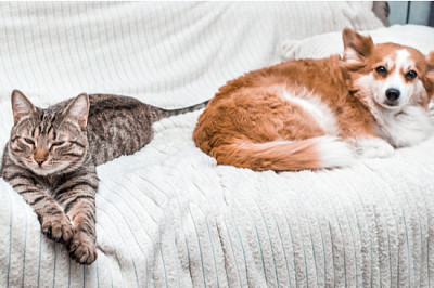 Katze und Hund schlafen zu Hause zusammen auf dem Bett. fri