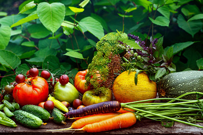 Composición variada cosecha de verduras orgánicas crudas