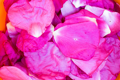 Trocknen von Blütenblättern von Hunderosen (Rosa Canina)