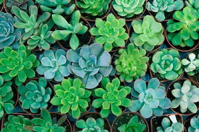 Green succulent plant in pot jigsaw puzzle