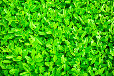 Много наситени май пролетта ярко зелени листа обратно