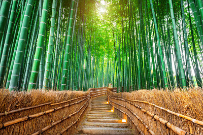 Forêt de bambous à Kyoto, Japon.