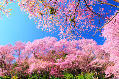 Primavera rosa flores de cerezo con cielo azul Backgrou