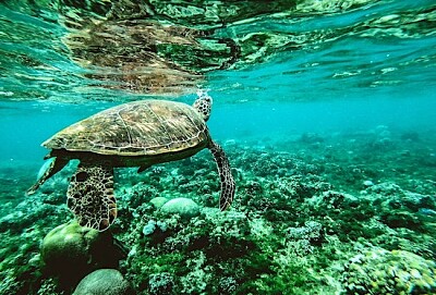 Foto de una tortuga bajo el agua