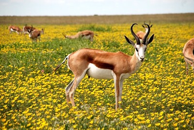 Antilopes sur champ vert
