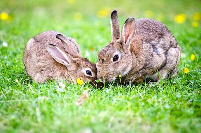 Zwei Kaninchen, die Gras essen