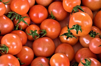 Des tomates n'importe qui?