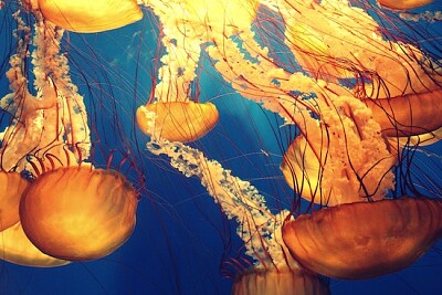 Ilustracja meduzy