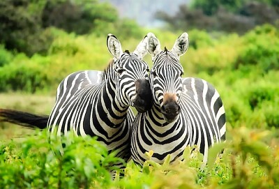 Glückliche Zebras