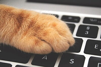 Katt över tangentbordet