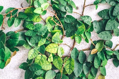 Primer plano de hojas de planta verde