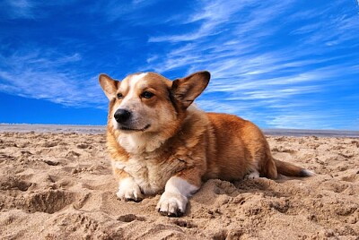 Cachorro em Sandy Blue Day