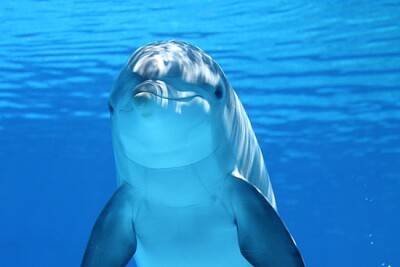 פאזל של חבר דולפין