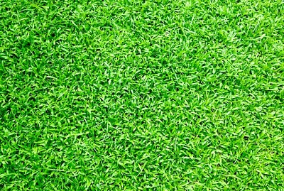 L'herbe verte