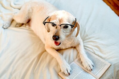 פאזל של כלב עם משקפיים