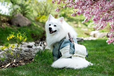 Perro samoyedo en el parque