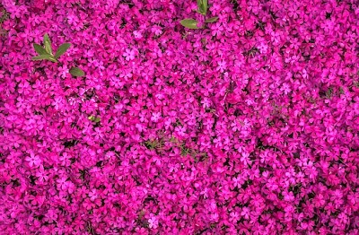 Pink Blooming Flowers jigsaw puzzle