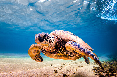 夏威夷綠海龜在水中