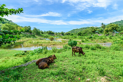 פאזל של כפר Keereewong Thailad