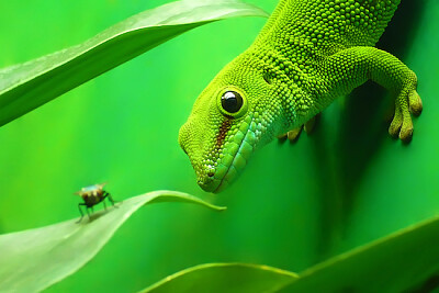 Lézard Gecko Vert