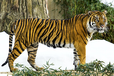 Tigre di Sumatra