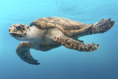 Eine Schildkröte gleitet in Texas durch das Wasser