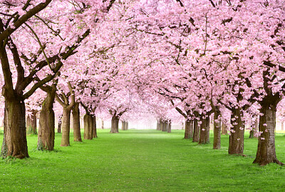 Cerisiers en pleine floraison